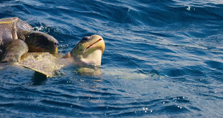 Mating of sea turtles in the open ocean. Olive ridley sea turtles or Lepidochelys olivacea during the mating games. The life of marine reptiles. Wildlife in slow motion