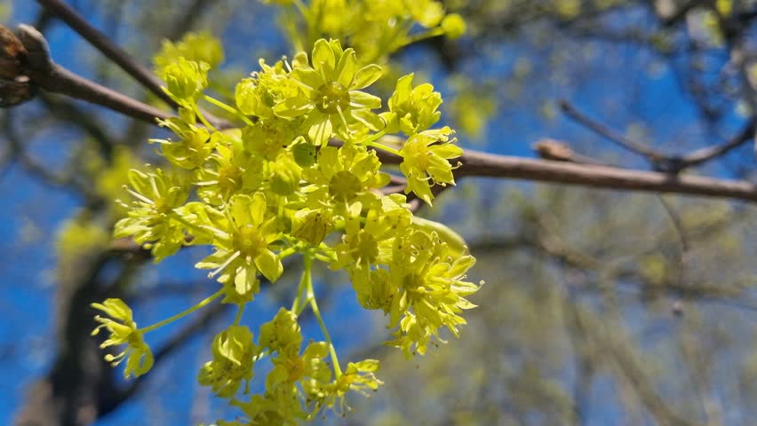 bright yellow inflorescence in the wind