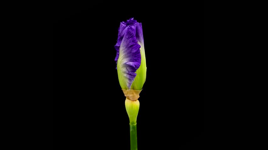 Time-lapse of growing iris flower. Spring flower iris blooming on black background.