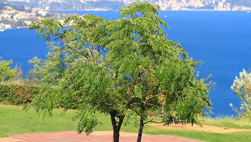 Bosporus hills with a willow tree sapling. Pan video
