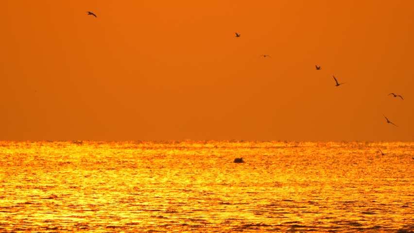 Sunset Sea Birds Horizon - Golden sky over calm water with birds flying in formation during sunset.