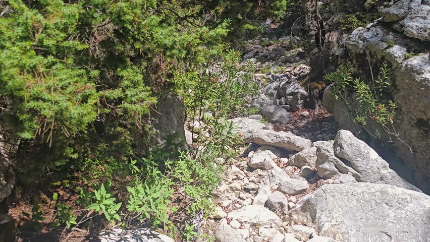 Hiker walking through lush green forest trail in spring. High quality 4k footage