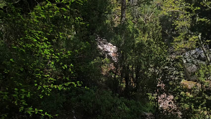Hiker walking through lush green forest trail in spring. High quality 4k footage