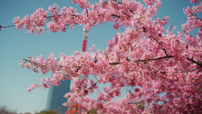 Scenic view of Cherry tree blossoms in Japan with Tokyo Radio tower in the background during a sunny day with clear sky at spring