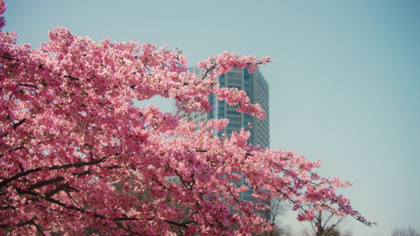 Cherry Blossoms in Japan during a sunny day with clear sky in spring