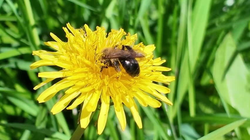 A bee on an yellow dandelion flower on a green meadow in a light breeze