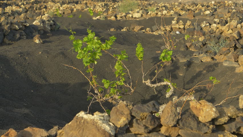 CLOSE UP: Grapevine sprouts from black volcanic soil within a traditional stone enclosure that protects the plants from wind and drought. Traditional desert farming method typical for Canary Islands.