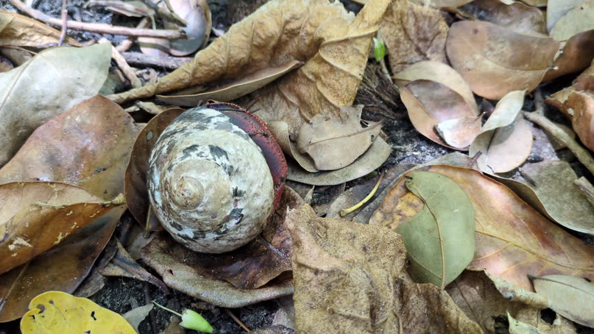 A hermit crab walking among dead leaves on the Trace des caps trail (Le Marin , Martinique, France)