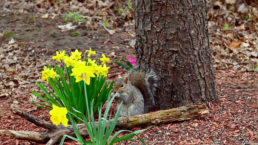 Sciurus carolinensis - Eastern Grey Squirrel, A squirrel searches for food in the forest litter near New Jersey in the forest