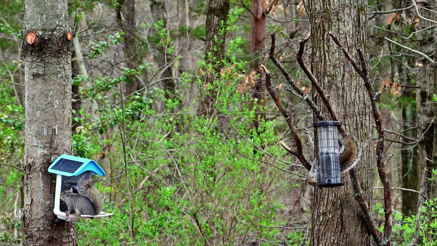 Sciurus carolinensis - Eastern Grey Squirrel, squirrel sitting in a feeder and eating sunflower seeds, suburban New Jersey
