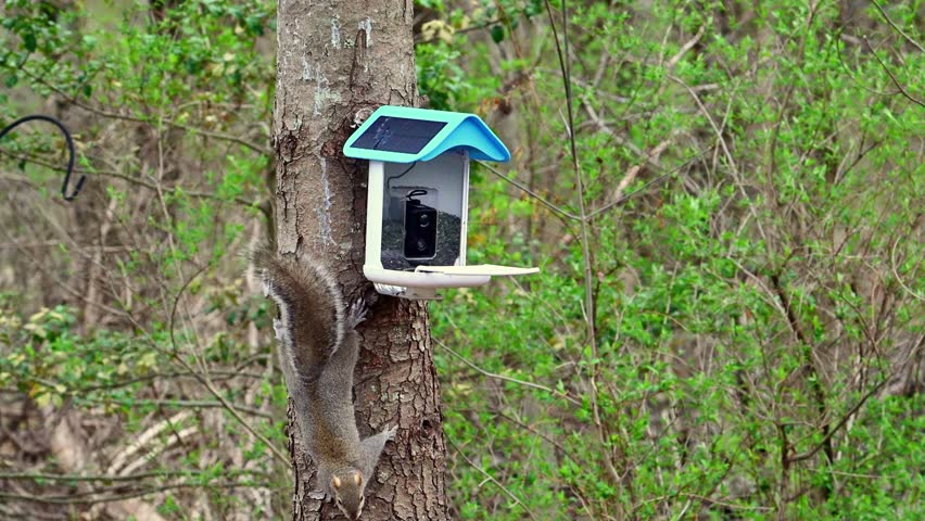 Sciurus carolinensis - Eastern Grey Squirrel, squirrel sitting in a feeder and eating sunflower seeds, suburban New Jersey