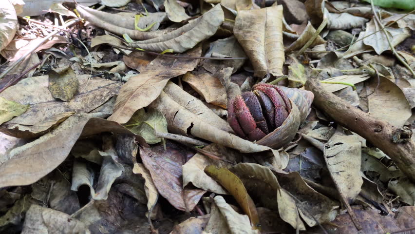 A hermit crab walking among dead leaves (Grand’Rivière, Martinique, France)