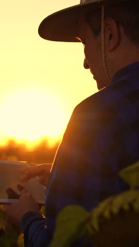Farmer businessman working in field with digital tablet, agriculture. Farmer with computer tablet assessing sunflower harvest in field, sunset. Technology, agricultural business. Organic vegetable oil