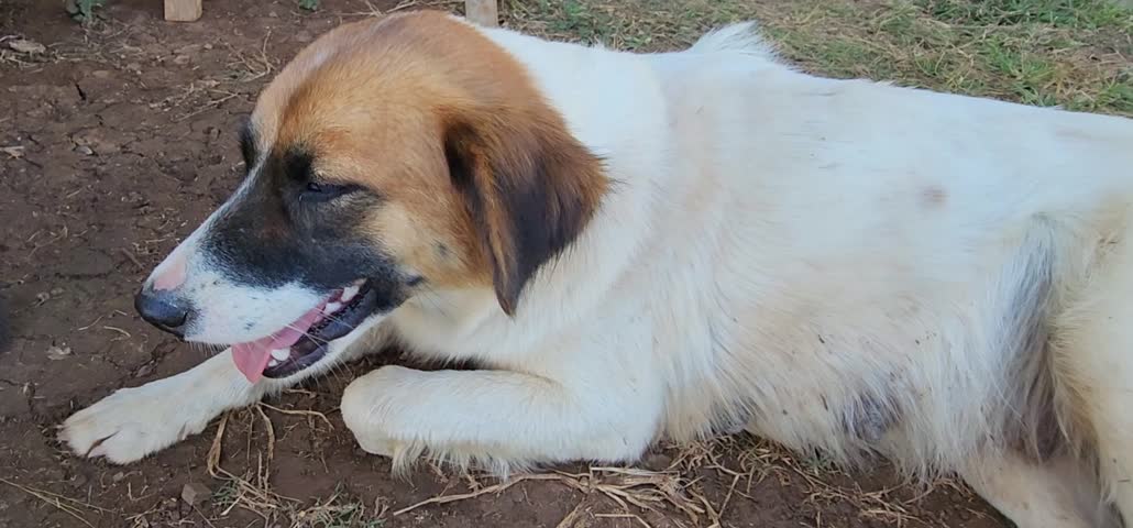 A short-haired female dog is lying on the ground during very hot day. Dog is panting due to exhaustion during the day. White dog with brown head and a black mouth that opens its mouth to help breathe.