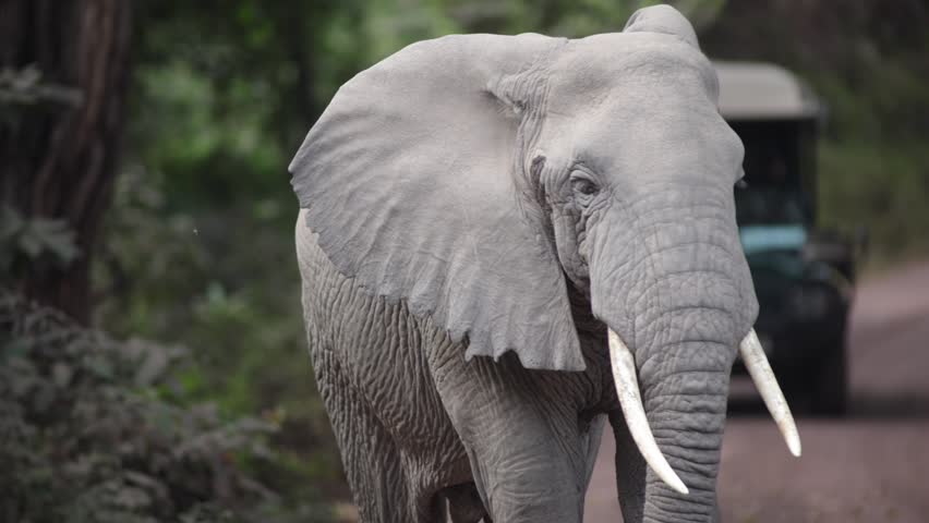 An African elephant walks calmly on a dirt road, a safari vehicle in the background, capturing a serene encounter in the wild.