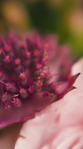 Shutterstock Video