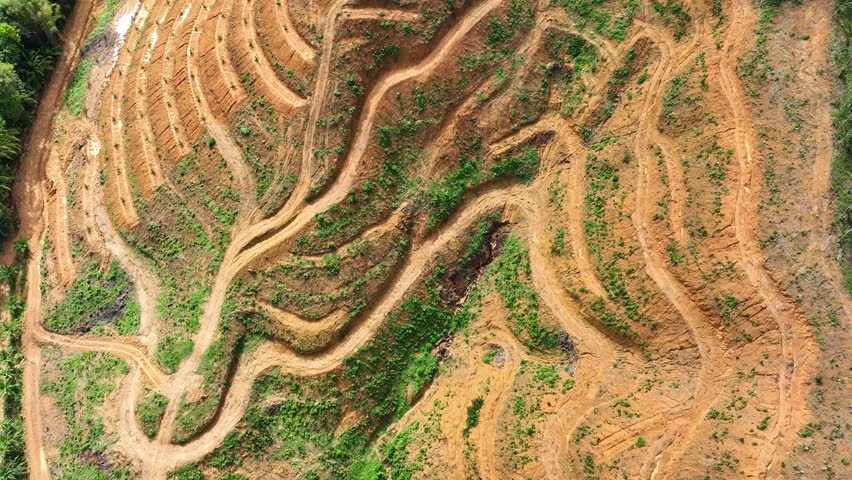 A drone captures a hillside stripped of trees, leaving terraced scars on the earth. The sharp boundary between lush forest and bare soil highlights the impact of deforestation.
