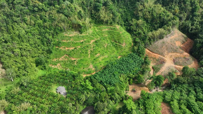 A striking aerial perspective of cleared land with emerging crops, bordered by lush, intact forest, emphasizing the stark contrast between altered and natural landscapes.
