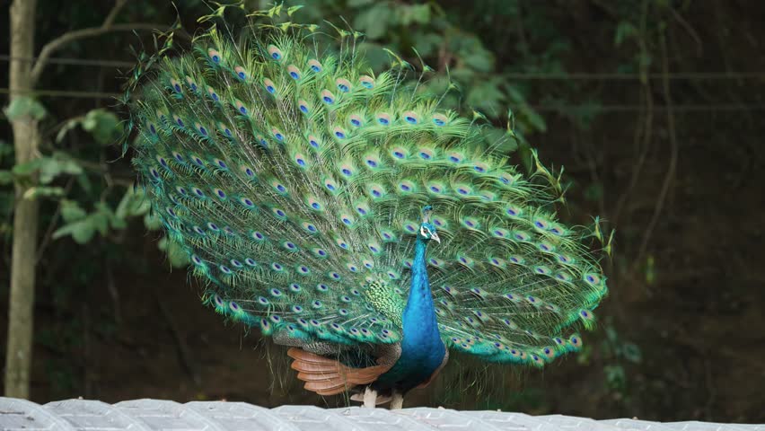 India Peafowl (Pavo cristatus ) bird watching in the garden.
