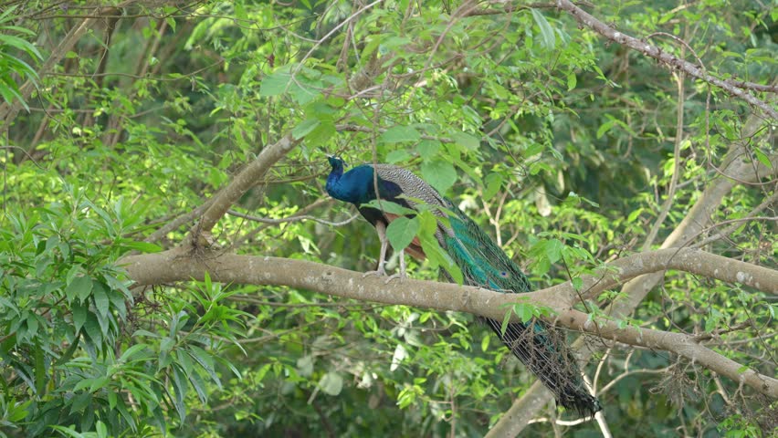 India Peafowl (Pavo cristatus ) bird watching in the garden.