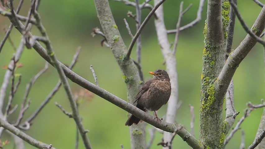 black bird on a branch 