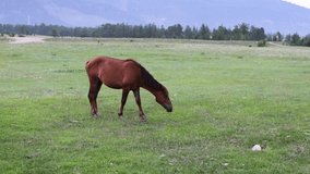 A horse grazes in a meadow overlooking a beautiful mountain landscape. - Powered by Shutterstock - Get 15% off with code: PIKWIZARD15