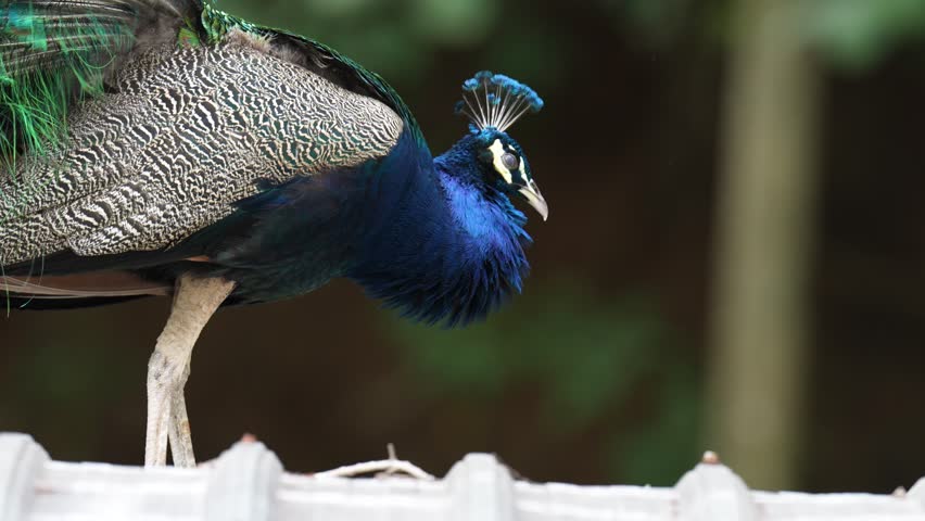 India Peafowl (Pavo cristatus ) bird watching in the garden.