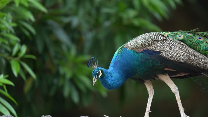 India Peafowl (Pavo cristatus ) bird watching in the garden.