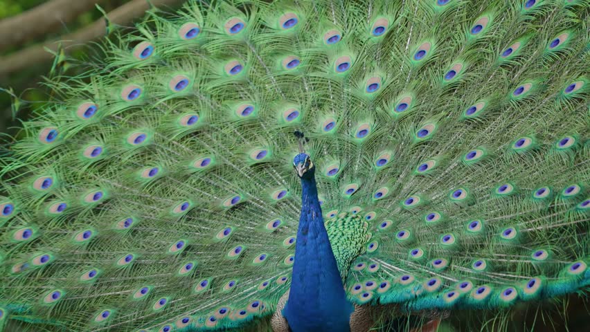 India Peafowl (Pavo cristatus ) bird watching in the garden.