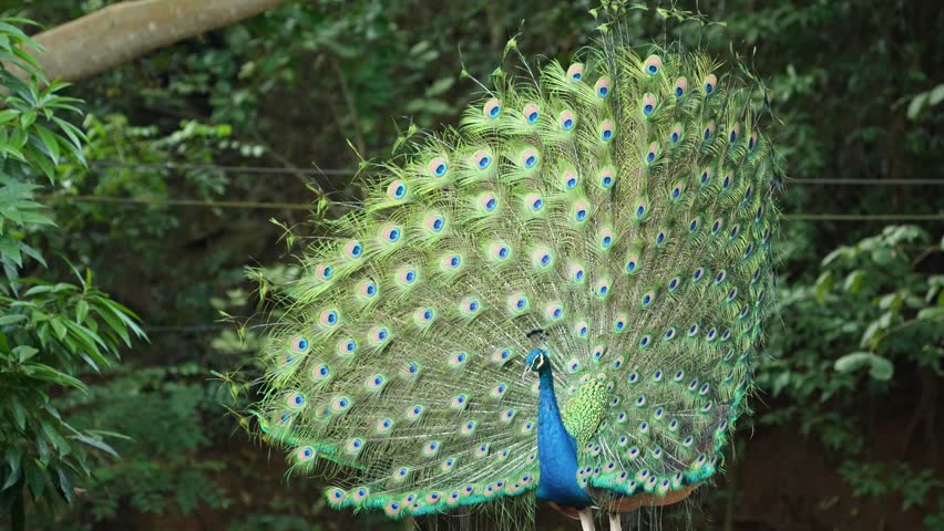 India Peafowl (Pavo cristatus ) bird watching in the garden.