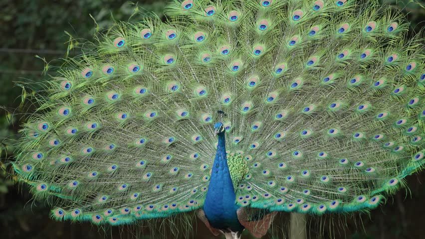India Peafowl (Pavo cristatus ) bird watching in the garden.