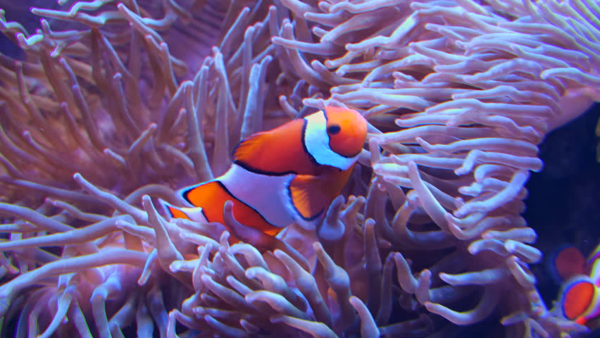 The orange clownfish (Amphiprion percula) in sea anemones, clown anemonefish in the family Pomacentridae, animal native to the Andaman Sea to Northwest Australia, Indonesia, the Philippines and Japan.