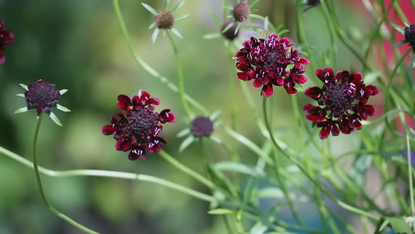 Cluster of dark red scabiosa flowers with green stems on blurred garden background. Summer floral season. Botanical and natural blooming concept.
