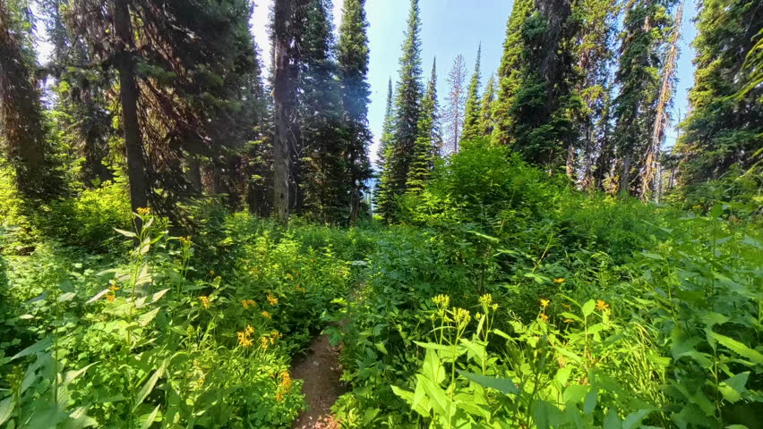 Walking through Tall Foliage in Glacier National Park