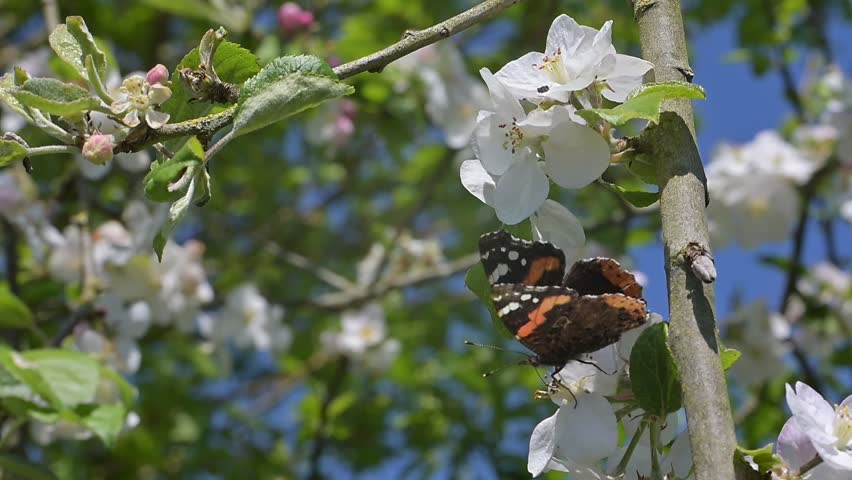 Red Admiral butterfly (Vanessa atalanta) feeding from flowers in closeup. April, Kent, UK [Slow motion x5]