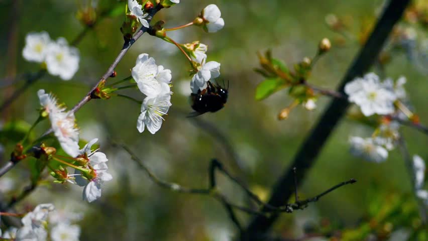 Close-Up Slow Motion: Bumblebee on White Cherry Blossom Sakura, Collecting Pollen and Nectar, Springtime Garden Pollination