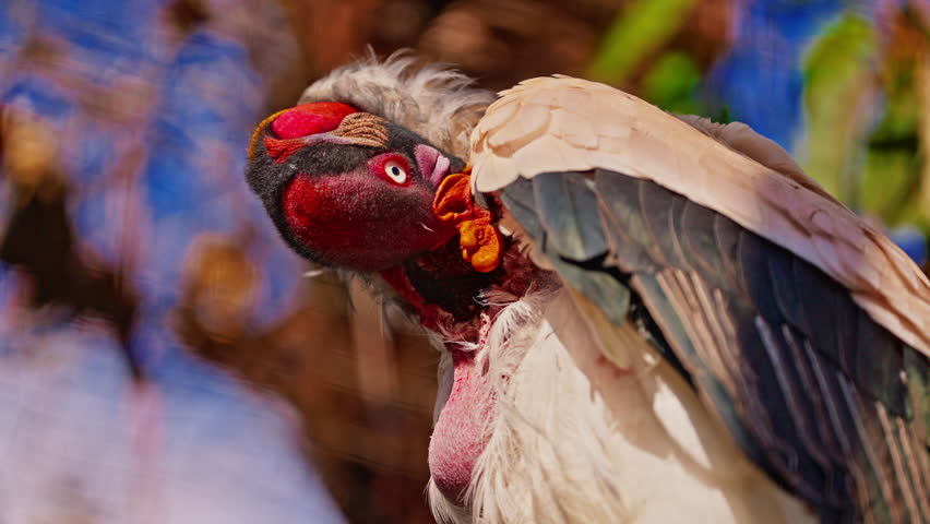 Exotic bird of King vulture. Closeup cleans feathers
