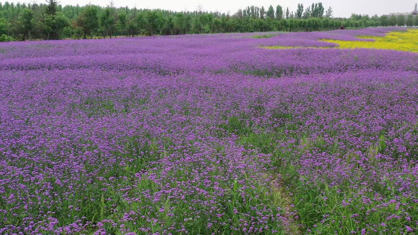 Explore the vibrant summer scenery of the verbena flower sea from above in stunning aerial views over a blooming landscape