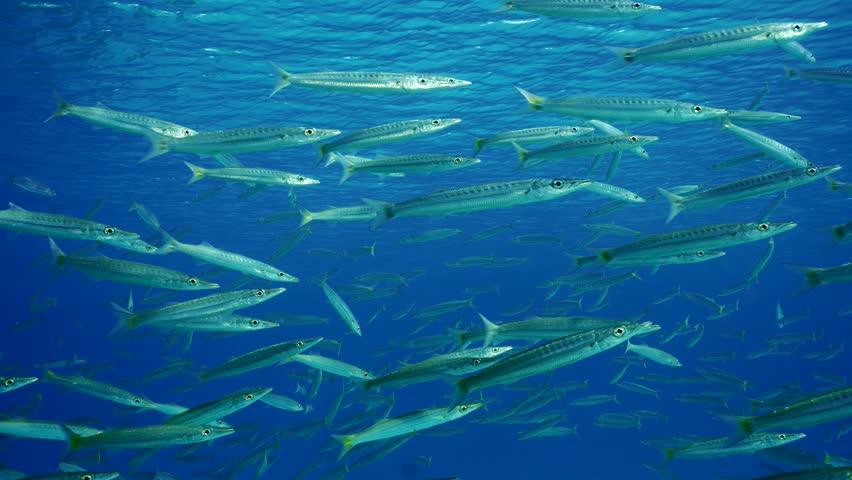 A lot of shoal of Barracuda floats in blue Ocean, Slow motion. Large accumulation of Yellow-tail Barracuda (Sphyraena flavicauda) swims in blue water in sunny day on water surface background