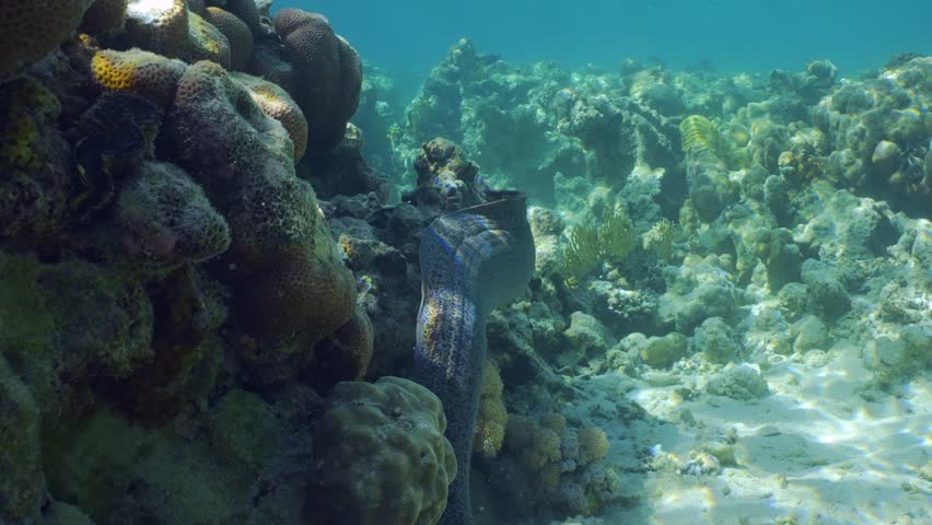 Slow motion, Giant moray eel (Gymnothorax javanicus) floating on top of shallow coral reef on daytime in sunburst, Back view