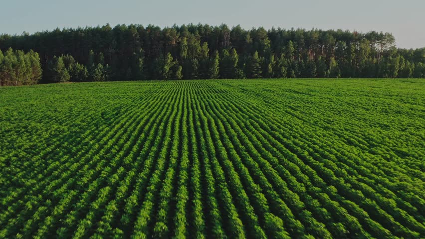 Aerial view: green agriculture plant field with forest on background. Beautiful summer landscape of a fresh corn field. Top view to the farm cornfield. Healthy food and agriculture concept.