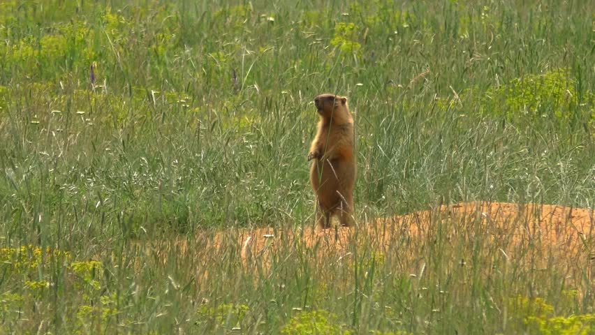 The Steppe Marmot (Marmota bobak) stands on its hind legs next to its burrow, dug in the sandy soil against the backdrop of green Steppe vegetation, and makes sound signals.