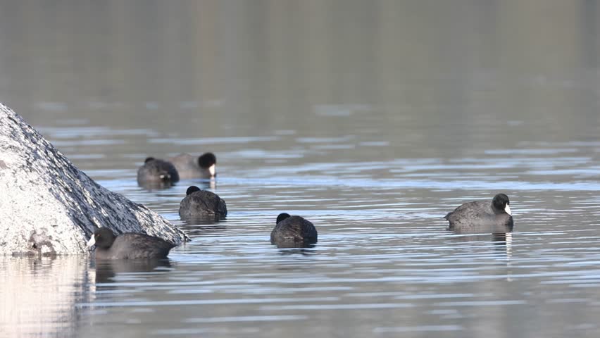 American coots (Fulica americana)  foraging at dawn on Eagle Lake in Lassen County California, USA.