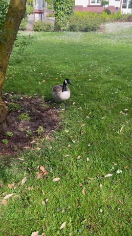 Canada goose picking food off grass ground