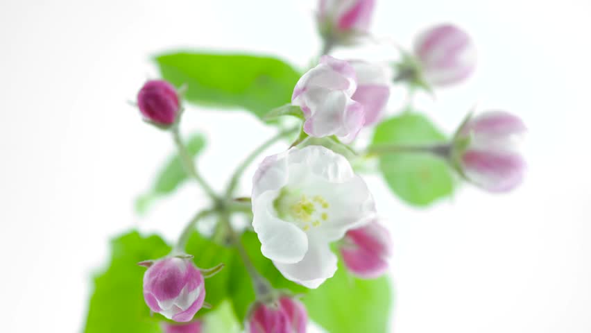 Apple Spring flowers opening. Beautiful Spring Apricot tree blossom open timelapse, extreme close up. Time lapse of Easter fresh pink blossoming apples closeup isolated on white. Blooming 