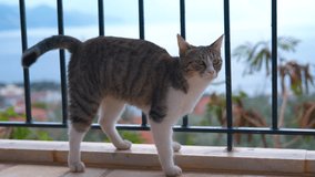 Tabby cat cleaning itself on balcony. Tabby-patterned european cat walking on balcony, sitting comfortably while grooming fur using tongue and paw with relaxed demeanor against sea view background - Powered by Shutterstock - Get 15% off with code: PIKWIZARD15