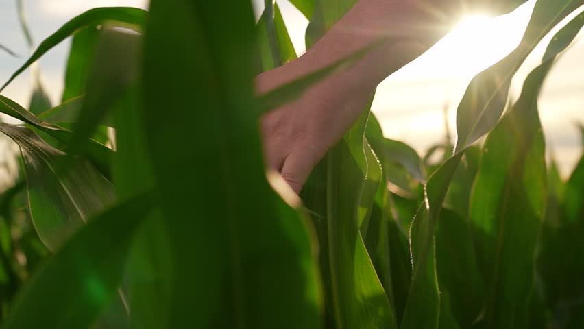 Farmer man walking through corn field at sunset, touching green corn leaves with his hands. Farmer touching green corn leaves with his hand in sunny field examining growing crop. Agricultural business
