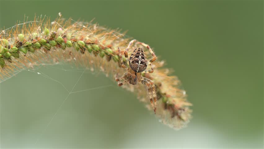 A European garden spider (Araneus diadematus) waits patiently on a plant close to its web, anticipating its next meal. The spider