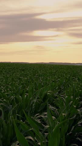 Growing plantation. Farming crop. Green corn sprouts on agricultural farm. Green cornfield sun sky. Agriculture. Plantation. Green leaves of corn plants field. Green plant farm. Grow crop, agriculture