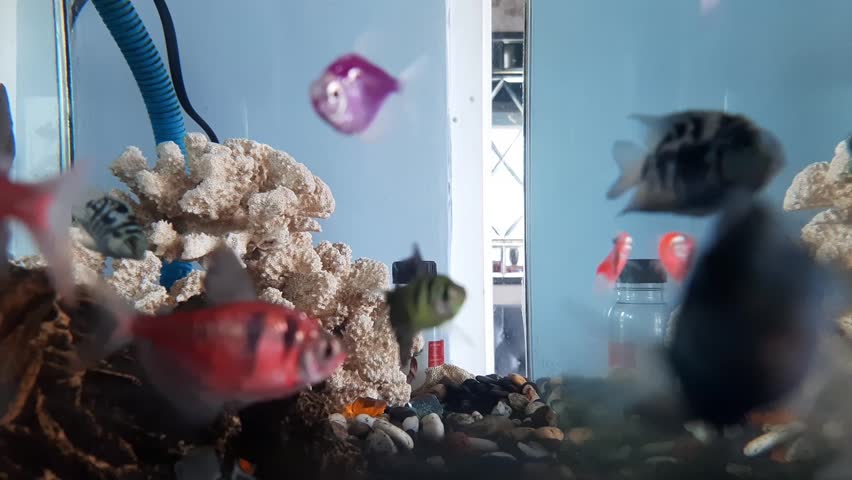 Freshwater ornamental fish convict cichlid or Amatitlania nigrofasciata with a white coral rock background in an aquarium.